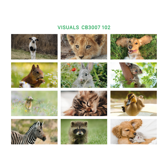 Trio Horizontal - Cute animals Visuals