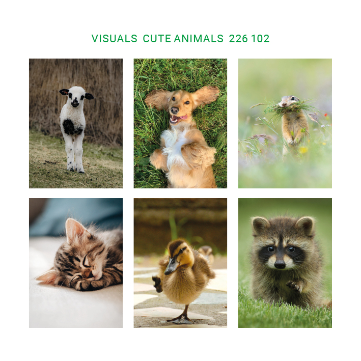 Cute animals - 226 102 visuals