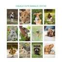 Cute animals - 223 102 Visuals