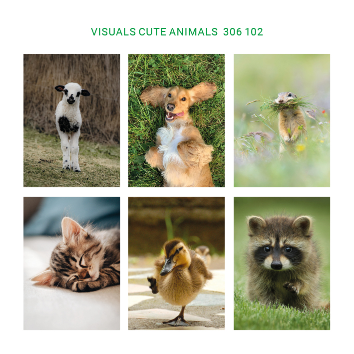 Cute animals - 306 102 Visuals