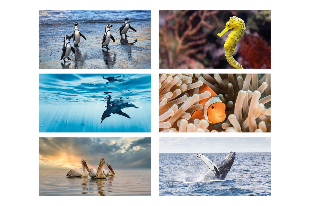 Sealife small 6 images