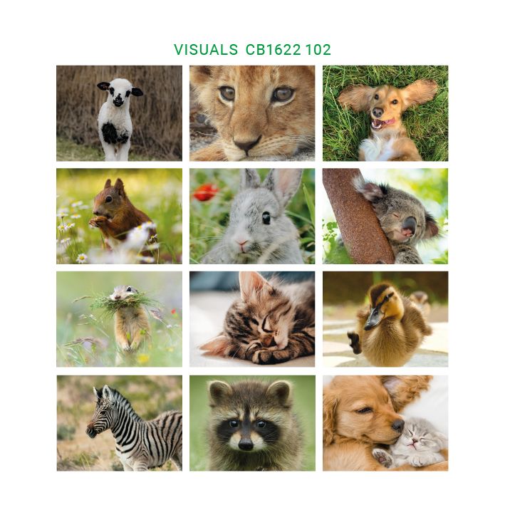 Trio illustrated - Cute animals Visuals