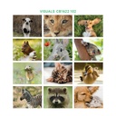 Trio illustrated - Cute animals Visuals